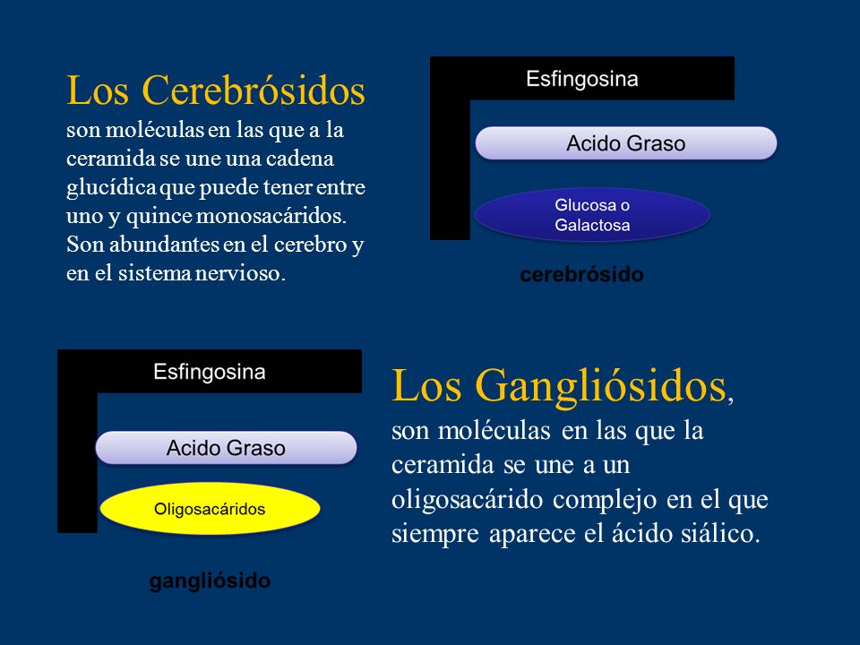 Los Cerebrósidos son moléculas en las que a la ceramida se une una cadena glucídica que puede tener entre uno y quince monosacáridos. Son abundantes en el cerebro y en el sistema nervioso.