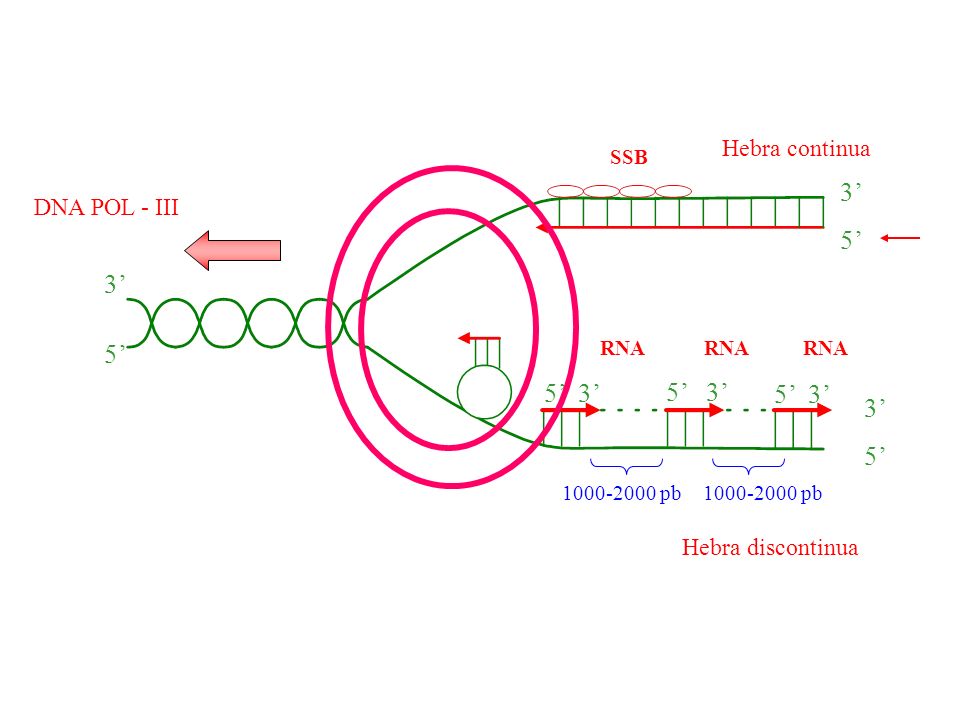 3’ 5’ 3’ 5’ 5’ 3’ 5’ 3’ 3’ 5’ Hebra continua DNA POL - III