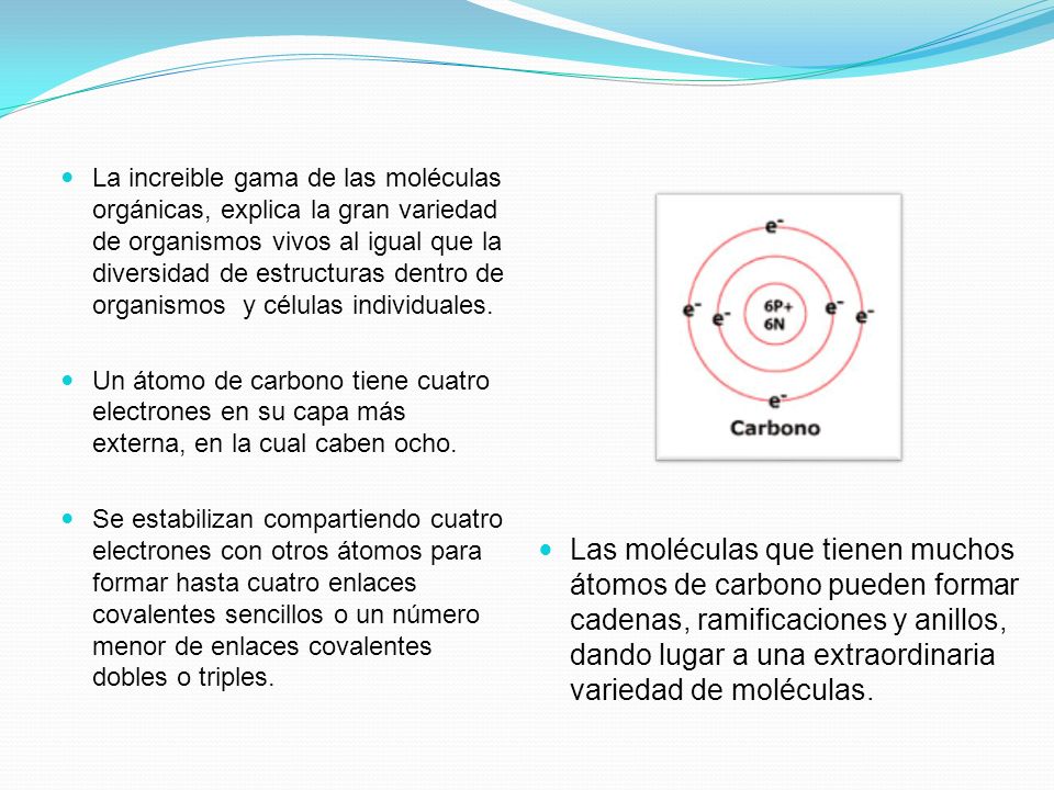 Las moléculas que tienen muchos átomos de carbono pueden formar cadenas, ramificaciones y anillos, dando lugar a una extraordinaria variedad de moléculas.