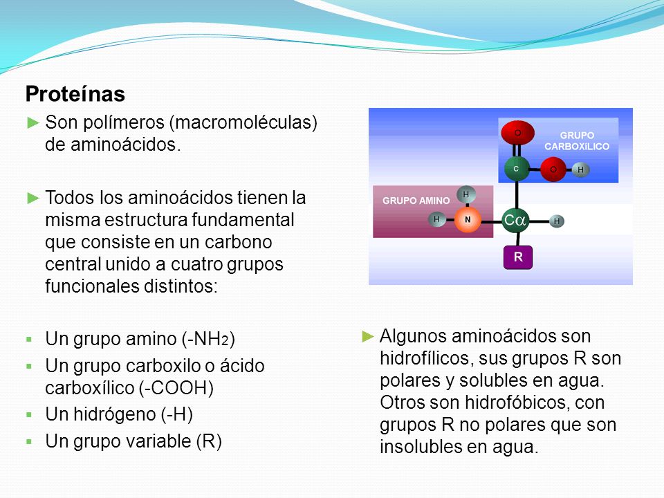 Proteínas Son polímeros (macromoléculas) de aminoácidos.