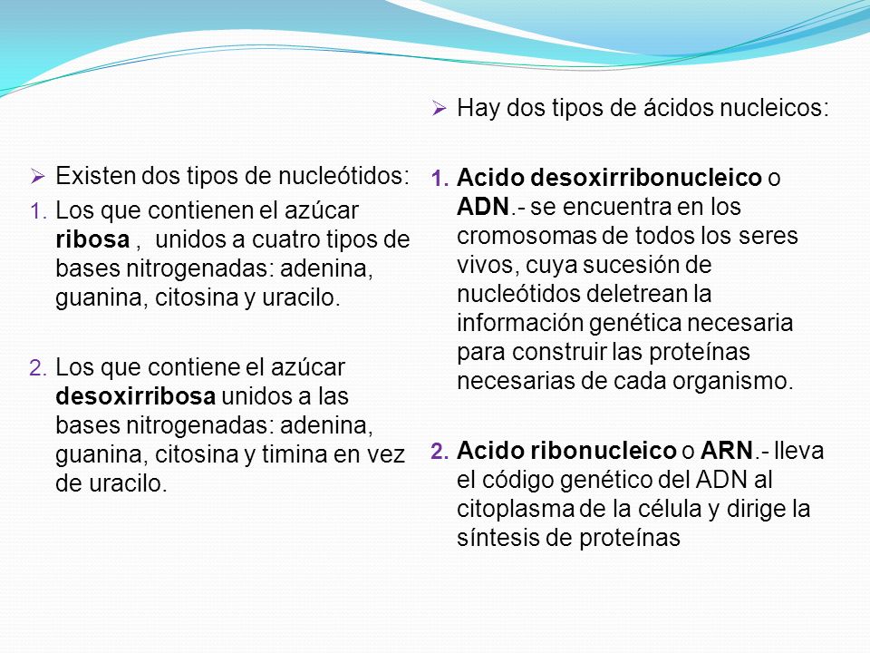 Hay dos tipos de ácidos nucleicos: