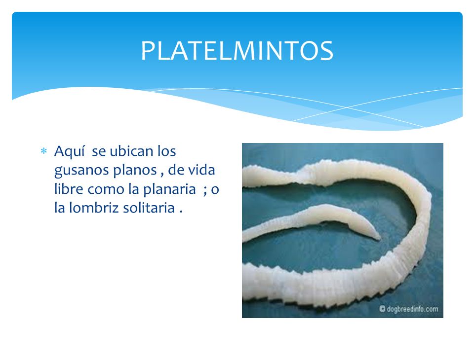 PLATELMINTOS Aquí se ubican los gusanos planos , de vida libre como la planaria ; o la lombriz solitaria .