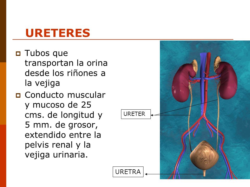 URETERES Tubos que transportan la orina desde los riñones a la vejiga