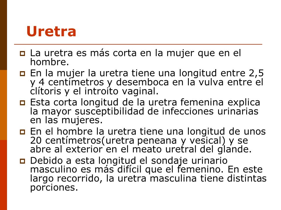Uretra La uretra es más corta en la mujer que en el hombre.