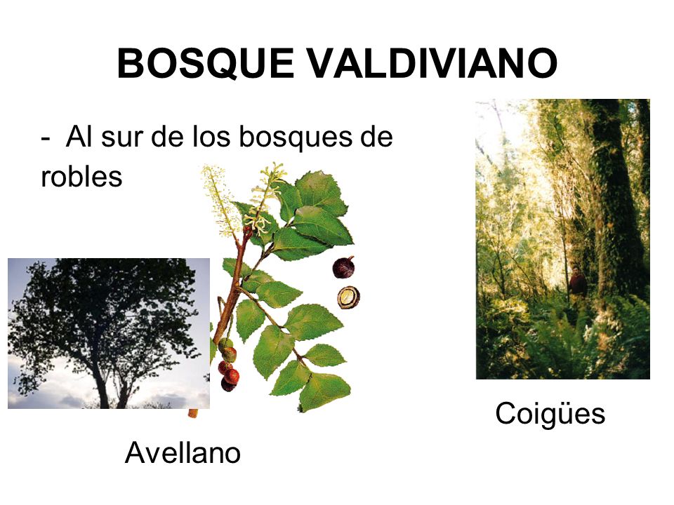 BOSQUE VALDIVIANO Al sur de los bosques de robles Coigües Avellano