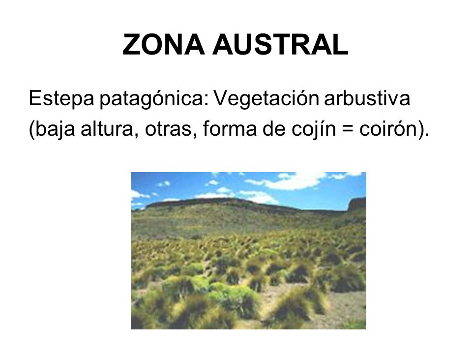 ZONA AUSTRAL Estepa patagónica: Vegetación arbustiva
