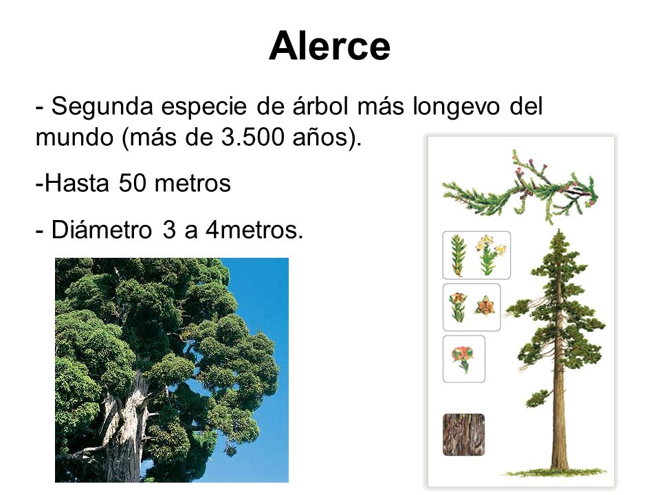 Alerce - Segunda especie de árbol más longevo del mundo (más de años).