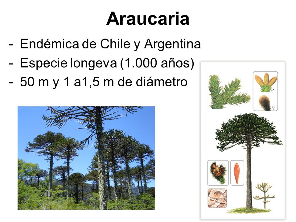 Araucaria Endémica de Chile y Argentina Especie longeva (1.000 años)