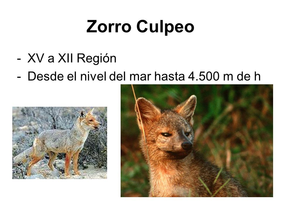 Zorro Culpeo XV a XII Región Desde el nivel del mar hasta m de h