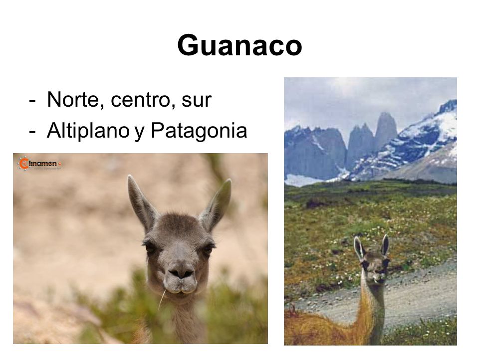Guanaco Norte, centro, sur Altiplano y Patagonia