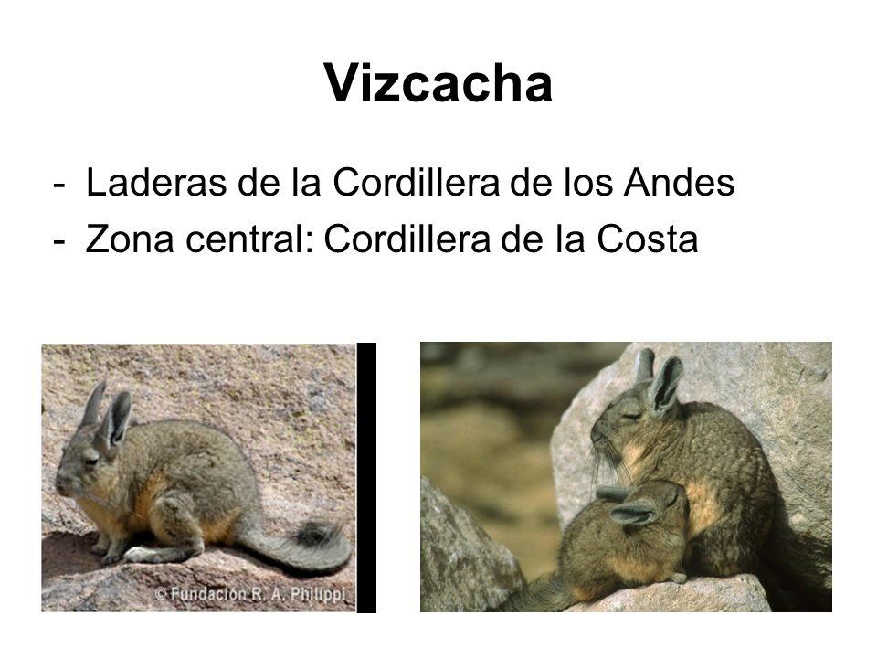 Vizcacha Laderas de la Cordillera de los Andes