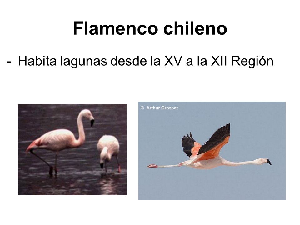 Flamenco chileno Habita lagunas desde la XV a la XII Región
