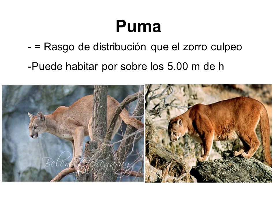 Puma = Rasgo de distribución que el zorro culpeo