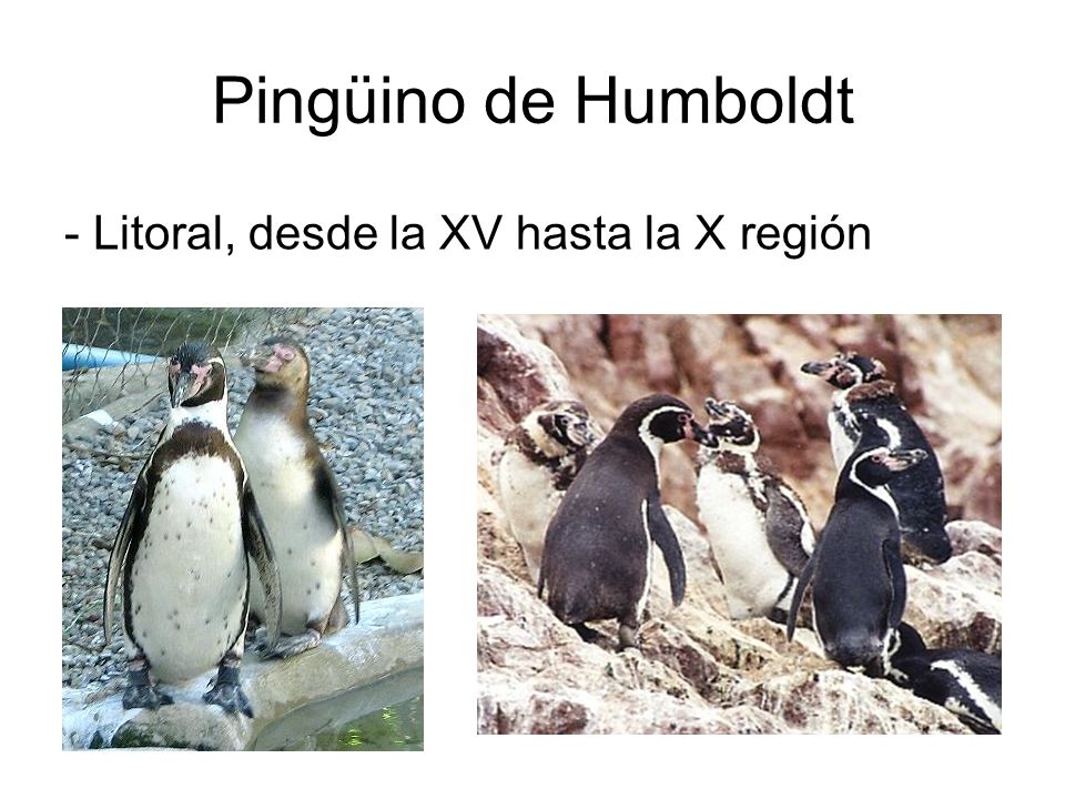Pingüino de Humboldt - Litoral, desde la XV hasta la X región