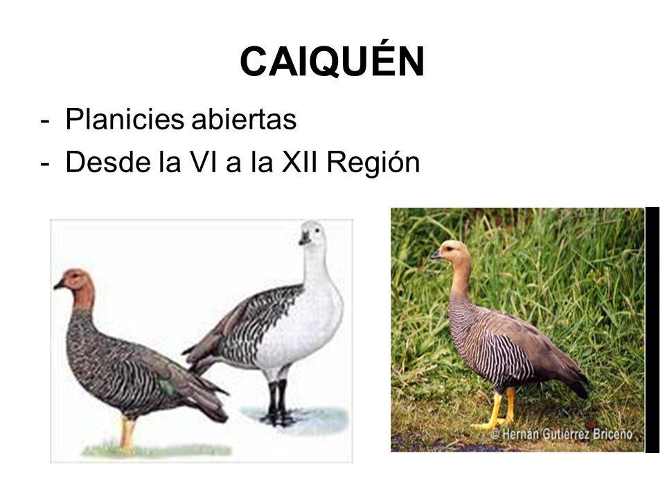 CAIQUÉN Planicies abiertas Desde la VI a la XII Región