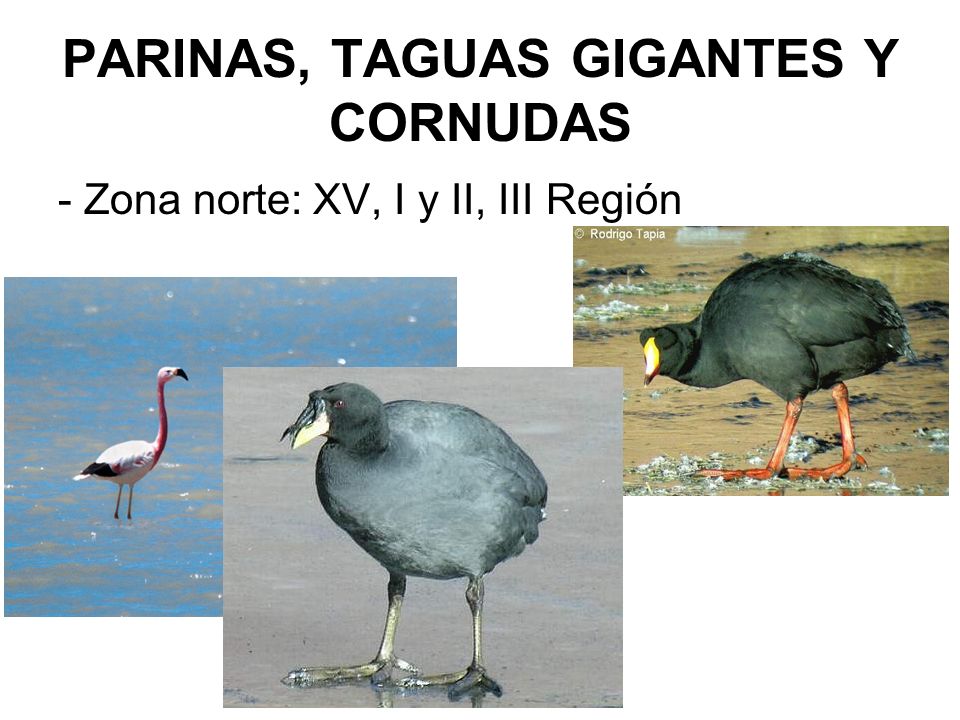 PARINAS, TAGUAS GIGANTES Y CORNUDAS