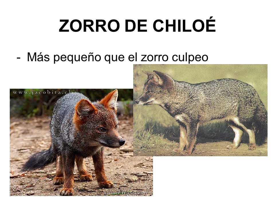 ZORRO DE CHILOÉ Más pequeño que el zorro culpeo