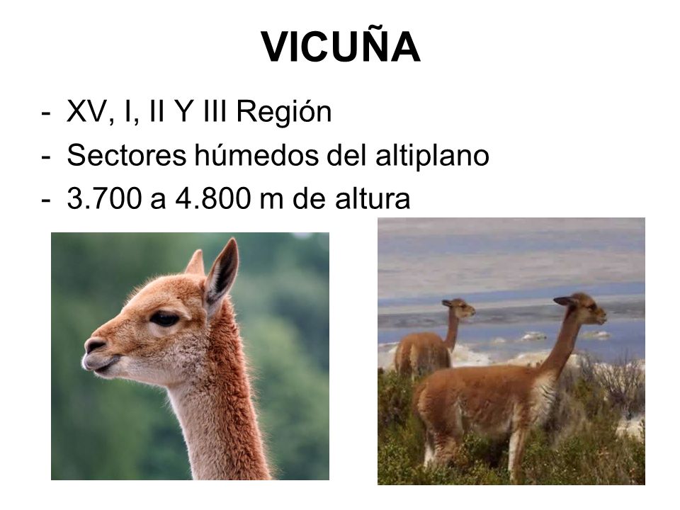 VICUÑA XV, I, II Y III Región Sectores húmedos del altiplano