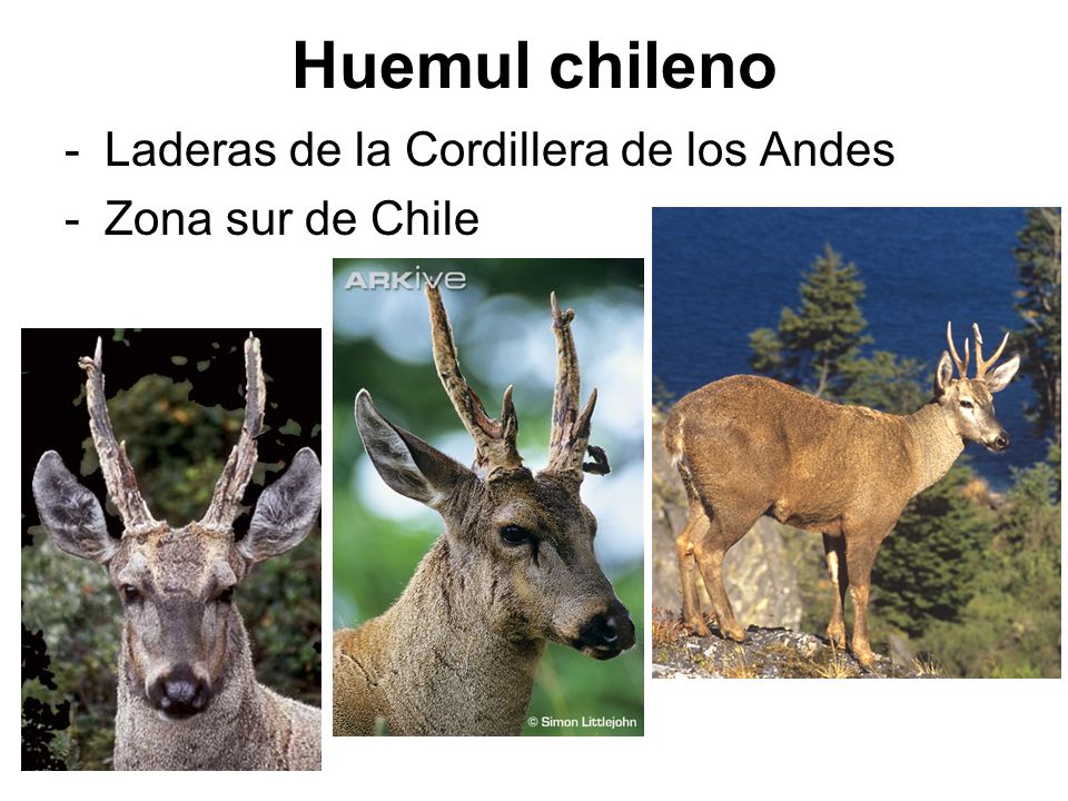 Huemul chileno Laderas de la Cordillera de los Andes Zona sur de Chile