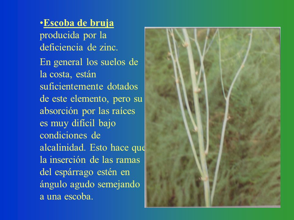 Escoba de bruja producida por la deficiencia de zinc.