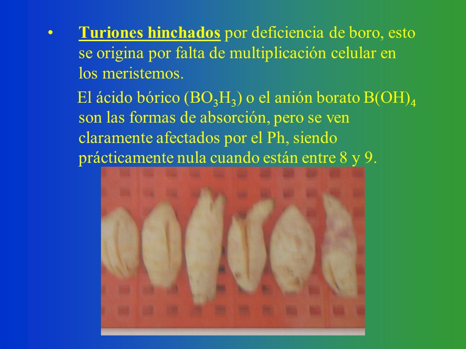 Turiones hinchados por deficiencia de boro, esto se origina por falta de multiplicación celular en los meristemos.