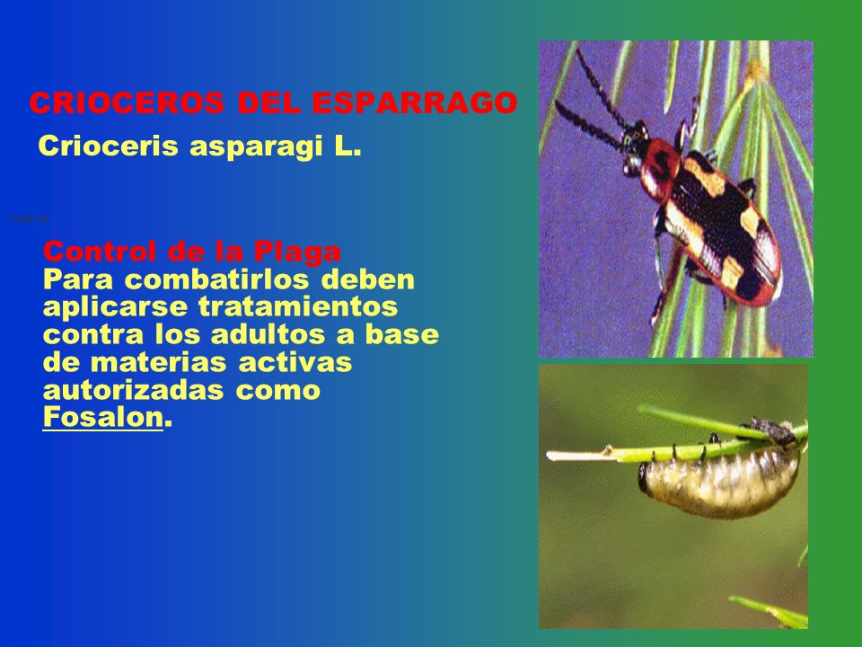 CRIOCEROS DEL ESPARRAGO