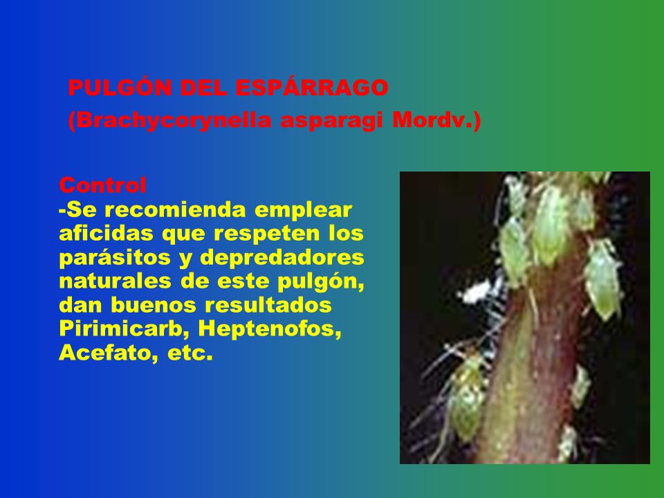 PULGÓN DEL ESPÁRRAGO (Brachycorynella asparagi Mordv.) Control.