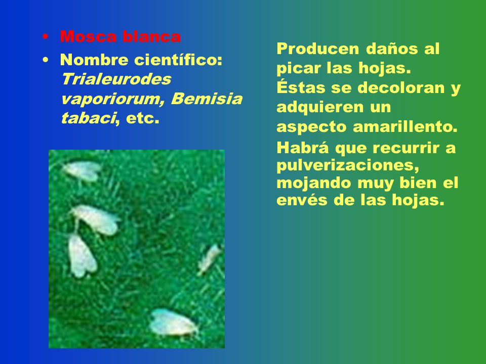 Mosca blanca Nombre científico: Trialeurodes vaporiorum, Bemisia tabaci, etc.