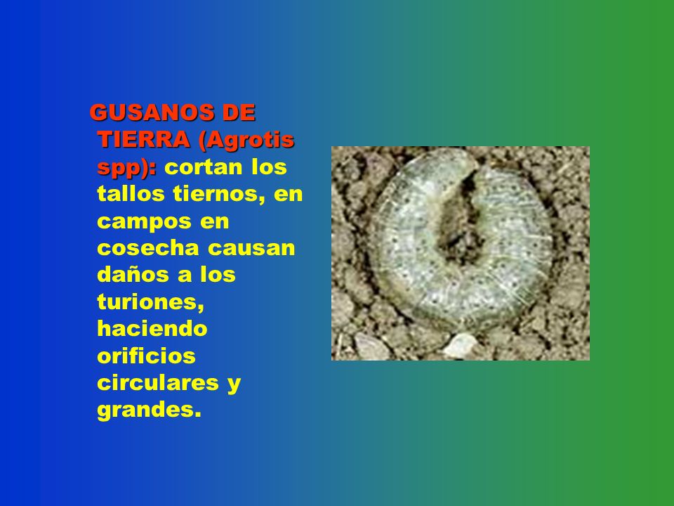 GUSANOS DE TIERRA (Agrotis spp): cortan los tallos tiernos, en campos en cosecha causan daños a los turiones, haciendo orificios circulares y grandes.