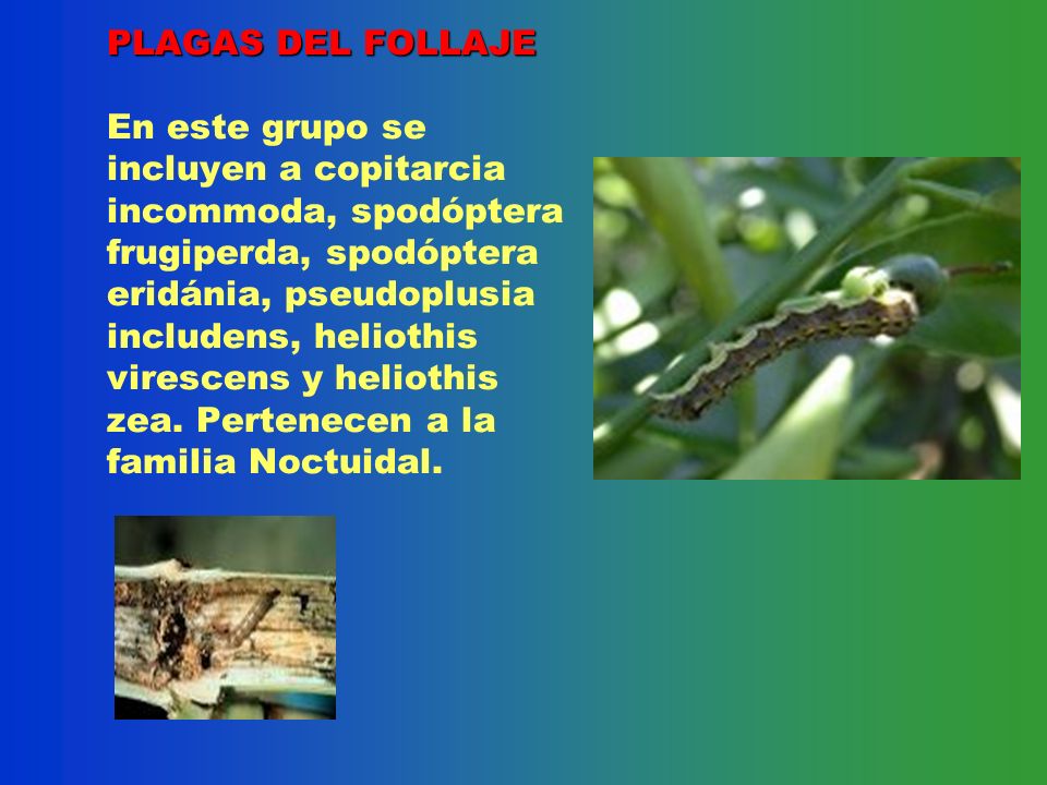 PLAGAS DEL FOLLAJE En este grupo se incluyen a copitarcia incommoda, spodóptera frugiperda, spodóptera eridánia, pseudoplusia includens, heliothis virescens y heliothis zea.