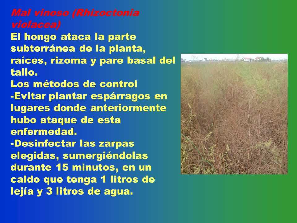 Mal vinoso (Rhizoctonia violacea) El hongo ataca la parte subterránea de la planta, raíces, rizoma y pare basal del tallo.