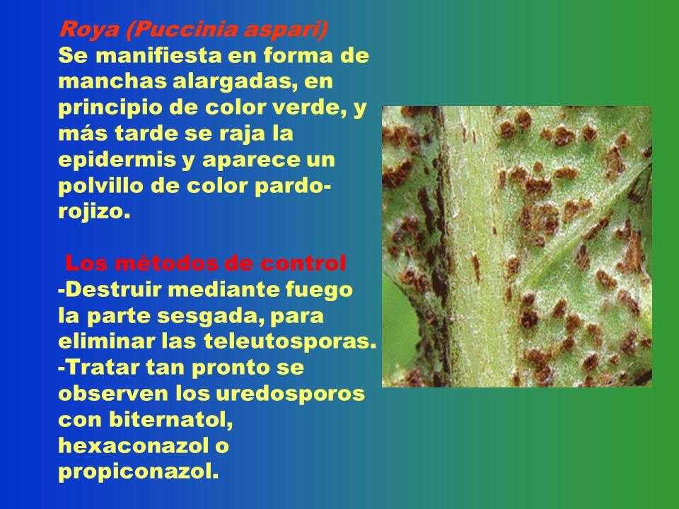 Roya (Puccinia aspari) Se manifiesta en forma de manchas alargadas, en principio de color verde, y más tarde se raja la epidermis y aparece un polvillo de color pardo-rojizo.