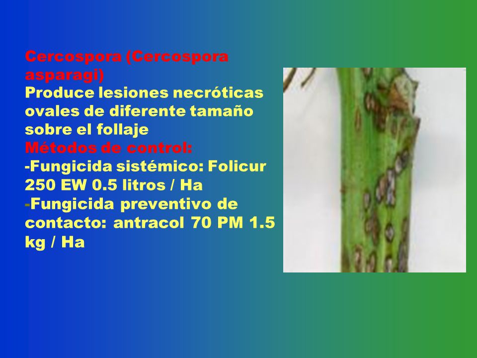 Cercospora (Cercospora asparagi) Produce lesiones necróticas ovales de diferente tamaño sobre el follaje Métodos de control: -Fungicida sistémico: Folicur 250 EW 0.5 litros / Ha -Fungicida preventivo de contacto: antracol 70 PM 1.5 kg / Ha