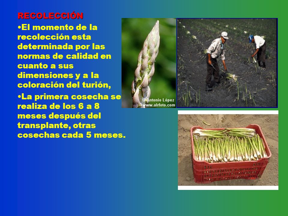 RECOLECCIÓN El momento de la recolección esta determinada por las normas de calidad en cuanto a sus dimensiones y a la coloración del turión,