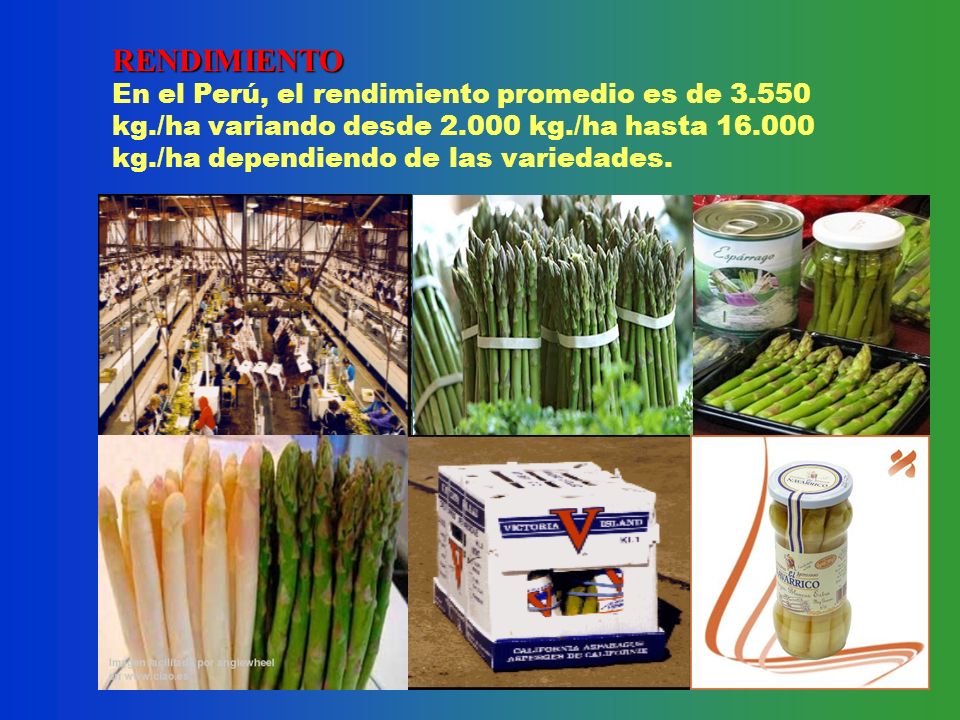 RENDIMIENTO En el Perú, el rendimiento promedio es de kg./ha variando desde kg./ha hasta kg./ha dependiendo de las variedades.