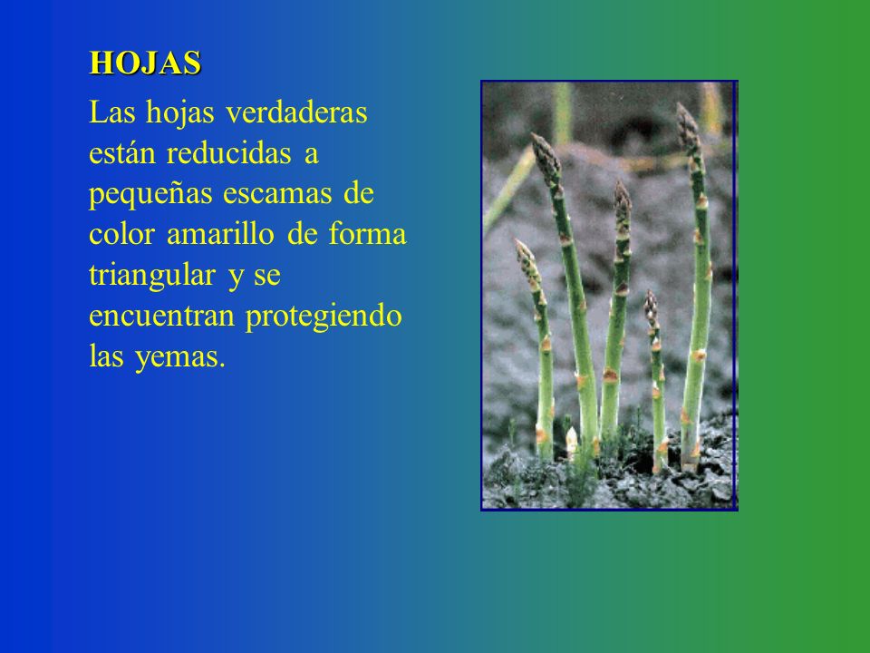 HOJAS Las hojas verdaderas están reducidas a pequeñas escamas de color amarillo de forma triangular y se encuentran protegiendo las yemas.