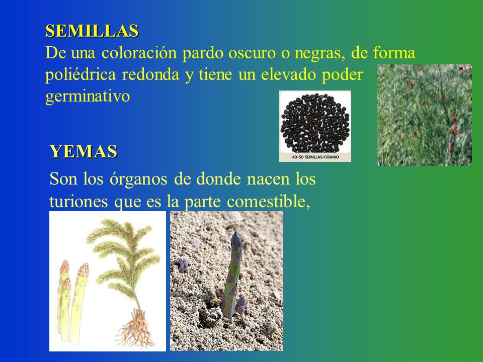 SEMILLAS De una coloración pardo oscuro o negras, de forma poliédrica redonda y tiene un elevado poder germinativo
