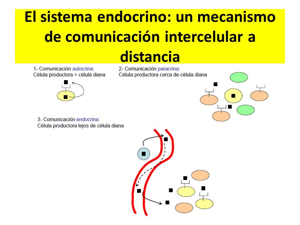 El sistema endocrino: un mecanismo de comunicación intercelular a distancia