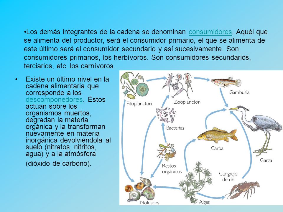 Los demás integrantes de la cadena se denominan consumidores