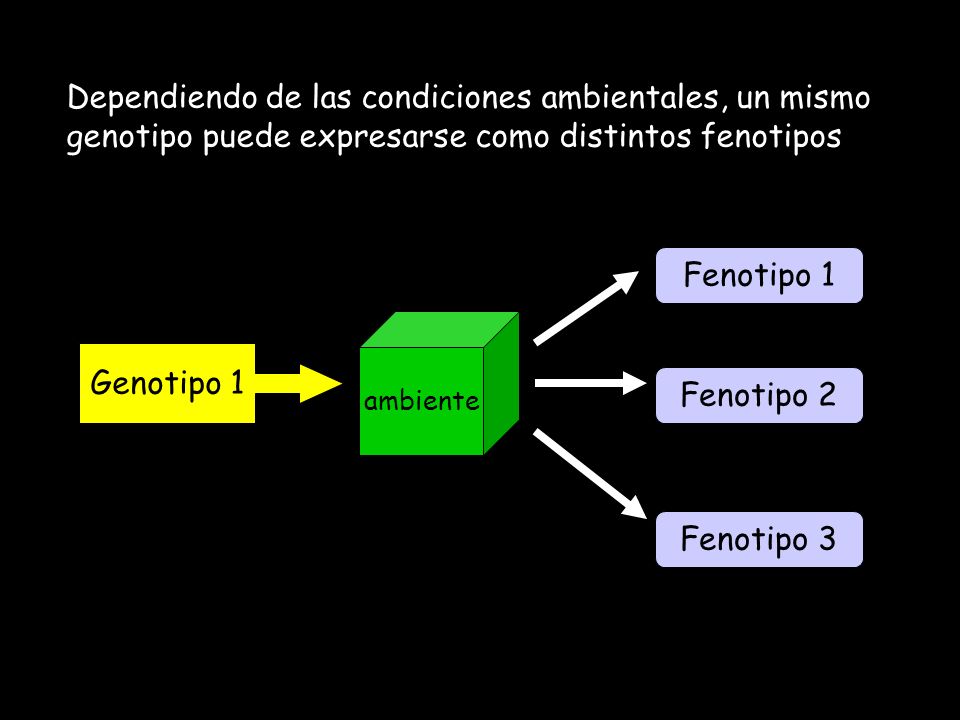 Dependiendo de las condiciones ambientales, un mismo genotipo puede expresarse como distintos fenotipos