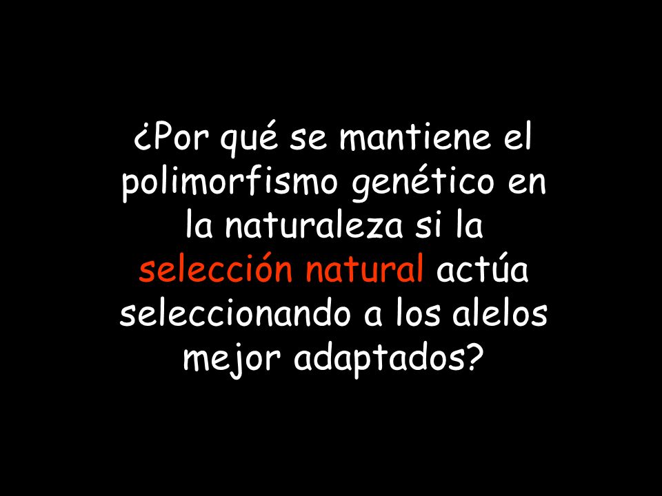 ¿Por qué se mantiene el polimorfismo genético en la naturaleza si la selección natural actúa seleccionando a los alelos mejor adaptados