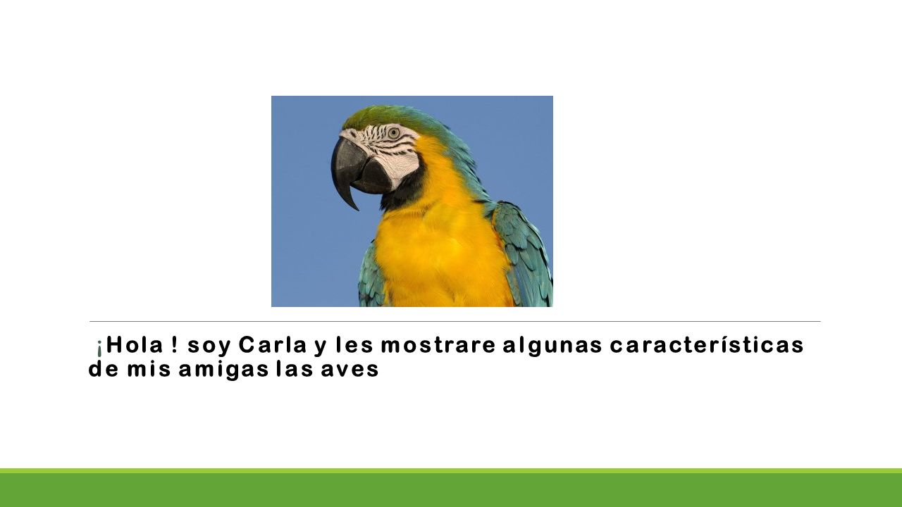 ¡Hola ! soy Carla y les mostrare algunas características de mis amigas las aves
