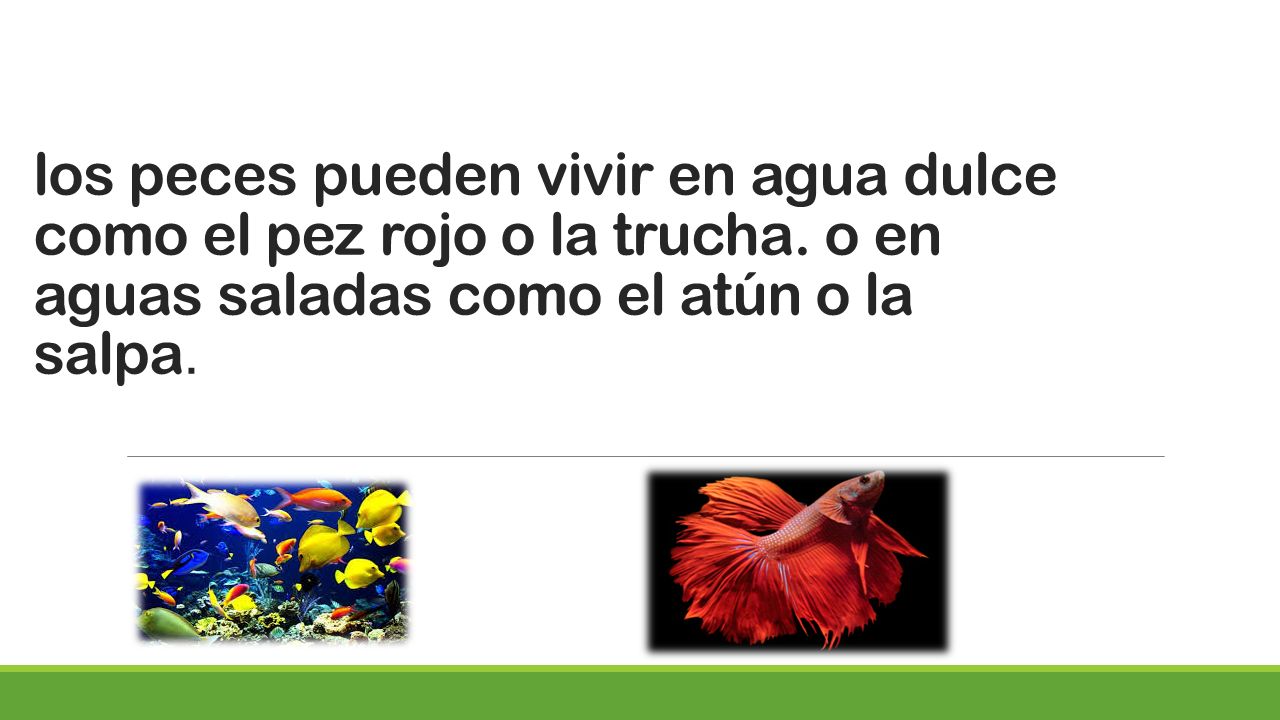 los peces pueden vivir en agua dulce como el pez rojo o la trucha
