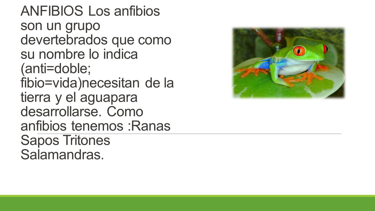 ANFIBIOS Los anfibios son un grupo devertebrados que como su nombre lo indica (anti=doble; fibio=vida)necesitan de la tierra y el aguapara desarrollarse.