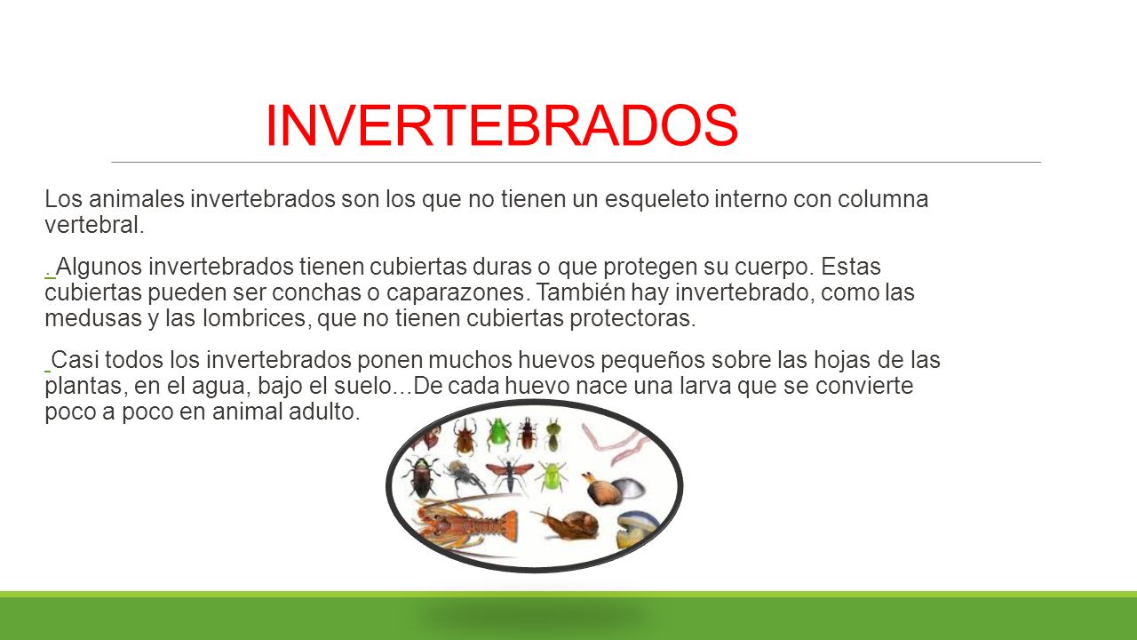 INVERTEBRADOS Los animales invertebrados son los que no tienen un esqueleto interno con columna vertebral.