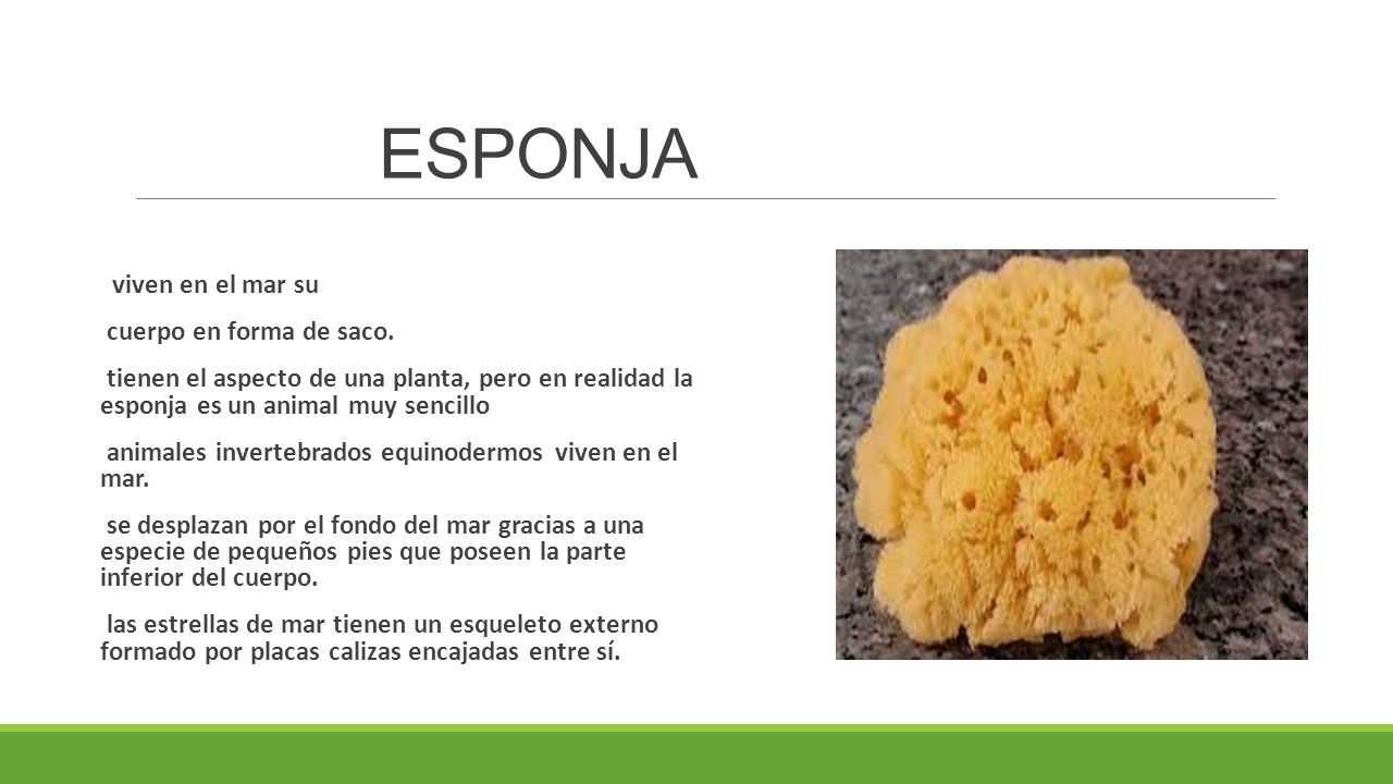 ESPONJA viven en el mar su cuerpo en forma de saco.