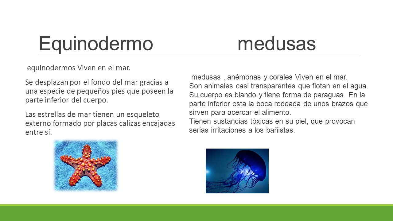 Equinodermo medusas equinodermos Viven en el mar.