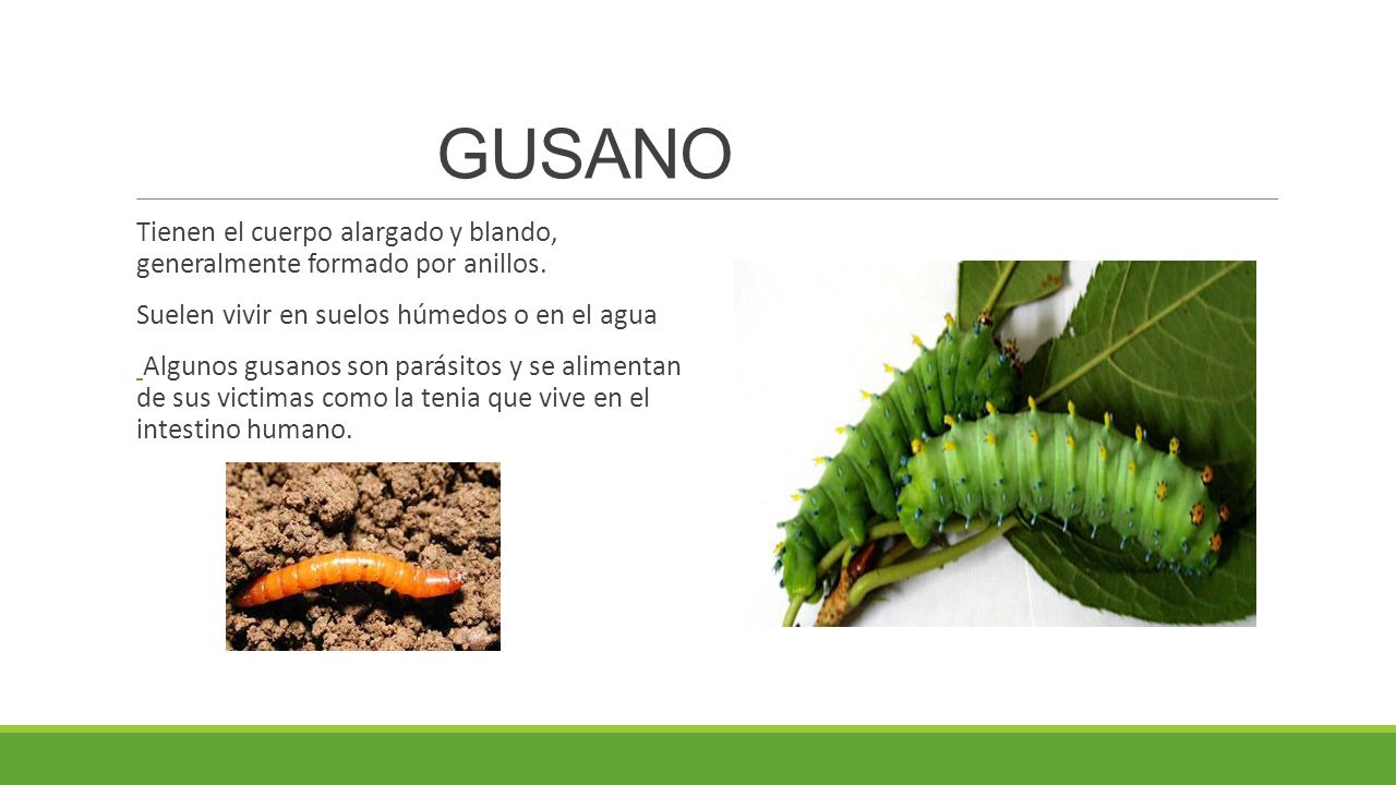 GUSANO Tienen el cuerpo alargado y blando, generalmente formado por anillos. Suelen vivir en suelos húmedos o en el agua.