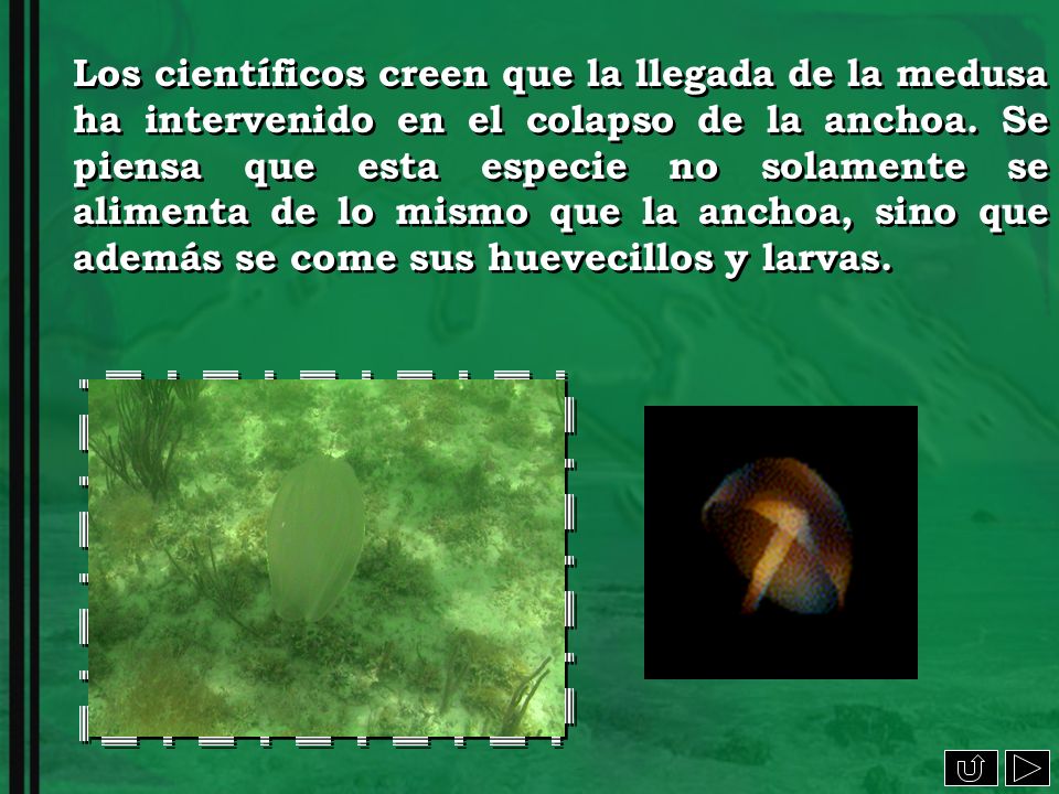 Los científicos creen que la llegada de la medusa ha intervenido en el colapso de la anchoa. Se piensa que esta especie no solamente se alimenta de lo mismo que la anchoa, sino que además se come sus huevecillos y larvas.