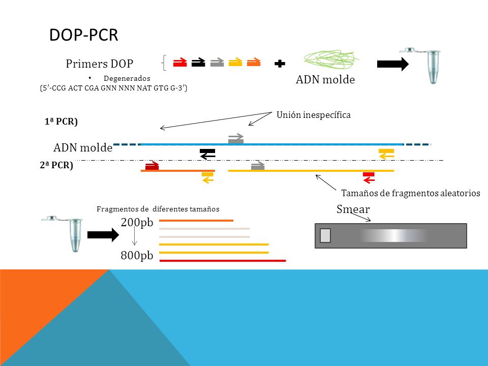 Dop-pcr Primers DOP ADN molde ADN molde Smear 200pb 800pb